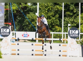 Belgijski koń gorącokrwisty, Klacz, 6 lat, 168 cm, Gniada