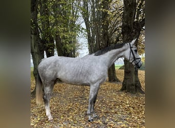 Belgijski koń gorącokrwisty, Klacz, 6 lat, 168 cm, Siwa