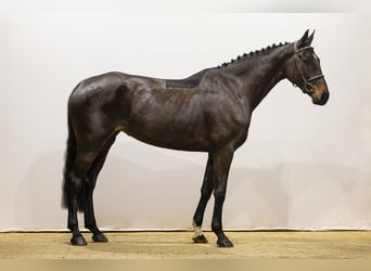 Belgijski koń gorącokrwisty, Klacz, 6 lat, 169 cm, Ciemnogniada