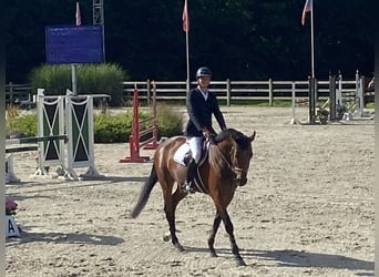Belgijski koń gorącokrwisty, Klacz, 6 lat, 169 cm, Gniada
