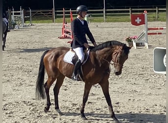 Belgijski koń gorącokrwisty, Klacz, 6 lat, 169 cm, Gniada