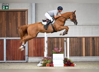Belgijski koń gorącokrwisty, Klacz, 6 lat, 170 cm, Ciemnokasztanowata
