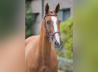 Belgijski koń gorącokrwisty, Klacz, 6 lat, 170 cm, Ciemnokasztanowata