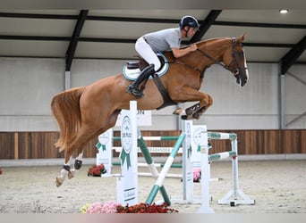 Belgijski koń gorącokrwisty, Klacz, 6 lat, 170 cm, Ciemnokasztanowata