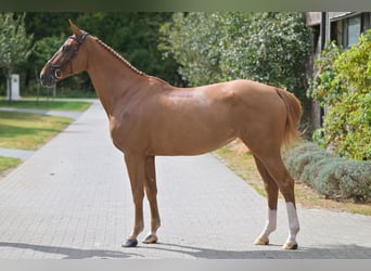 Belgijski koń gorącokrwisty, Klacz, 6 lat, 170 cm, Ciemnokasztanowata