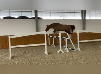 Belgijski koń gorącokrwisty, Klacz, 6 lat, 170 cm, Kasztanowata