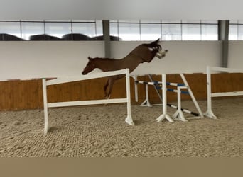 Belgijski koń gorącokrwisty, Klacz, 6 lat, 170 cm, Kasztanowata
