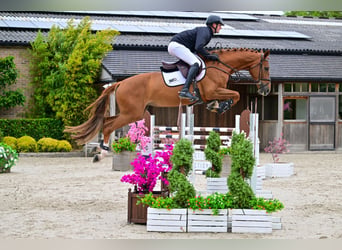Belgijski koń gorącokrwisty, Klacz, 6 lat, 170 cm, Kasztanowata