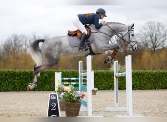 Belgijski koń gorącokrwisty, Klacz, 6 lat, 170 cm, Siwa
