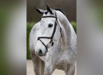 Belgijski koń gorącokrwisty, Klacz, 6 lat, 170 cm, Siwa