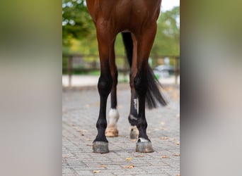 Belgijski koń gorącokrwisty, Klacz, 6 lat, 171 cm, Gniada