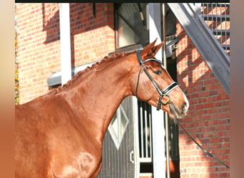 Belgijski koń gorącokrwisty, Klacz, 6 lat, 174 cm, Ciemnokasztanowata