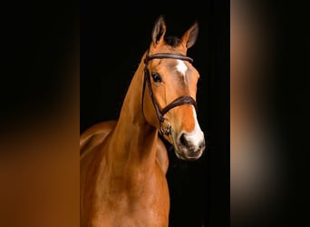 Belgijski koń gorącokrwisty, Klacz, 6 lat, Stalowosiwy
