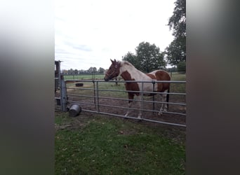 Belgijski koń gorącokrwisty, Klacz, 7 lat, 157 cm, Srokata