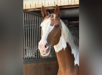 Belgijski koń gorącokrwisty, Klacz, 7 lat, 158 cm, Srokata