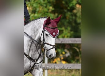 Belgijski koń gorącokrwisty, Klacz, 7 lat, 160 cm, Siwa