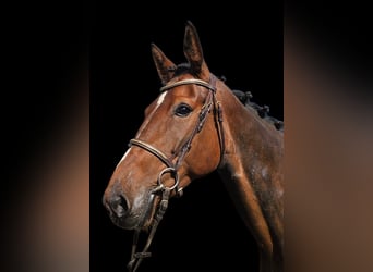 Belgijski koń gorącokrwisty Mix, Klacz, 7 lat, 162 cm, Gniada