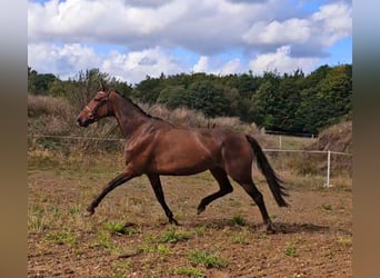 Belgijski koń gorącokrwisty Mix, Klacz, 7 lat, 162 cm, Gniada