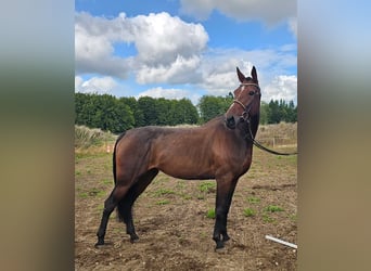 Belgijski koń gorącokrwisty Mix, Klacz, 7 lat, 162 cm, Gniada