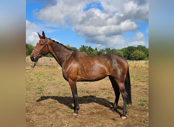 Belgijski koń gorącokrwisty Mix, Klacz, 7 lat, 162 cm, Gniada