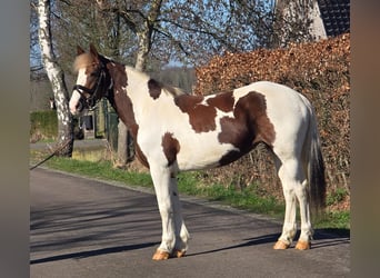 Belgijski koń gorącokrwisty, Klacz, 7 lat, 162 cm, Srokata