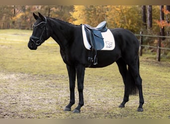 Belgijski koń gorącokrwisty, Klacz, 7 lat, 163 cm, Kara