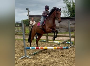 Belgijski koń gorącokrwisty, Klacz, 7 lat, 165 cm, Gniada