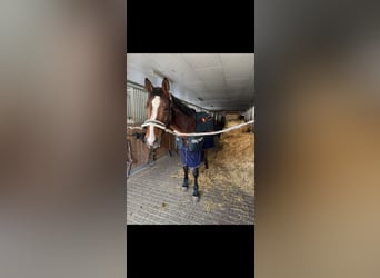 Belgijski koń gorącokrwisty, Klacz, 7 lat, 168 cm, Gniada