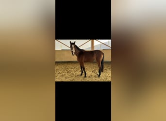 Belgijski koń gorącokrwisty, Klacz, 7 lat, 168 cm, Gniada