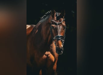 Belgijski koń gorącokrwisty, Klacz, 7 lat, 168 cm, Gniada