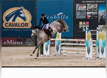 Belgijski koń gorącokrwisty, Klacz, 7 lat, 168 cm, Siwa