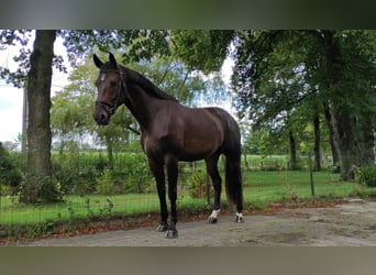 Belgijski koń gorącokrwisty, Klacz, 7 lat, 170 cm, Ciemnogniada