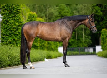 Belgijski koń gorącokrwisty, Klacz, 7 lat, 170 cm, Ciemnogniada