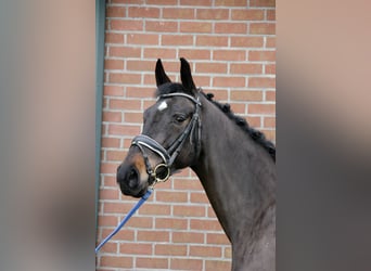 Belgijski koń gorącokrwisty, Klacz, 7 lat, 170 cm, Ciemnogniada