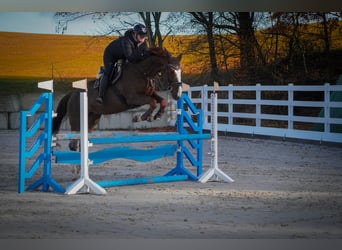 Belgijski koń gorącokrwisty, Klacz, 7 lat, 170 cm, Ciemnokasztanowata