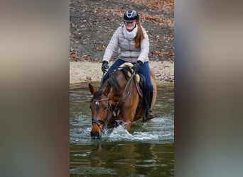 Belgijski koń gorącokrwisty, Klacz, 7 lat, 170 cm, Gniada
