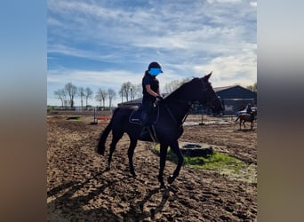 Belgijski koń gorącokrwisty, Klacz, 7 lat, 170 cm, Kara