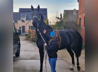 Belgijski koń gorącokrwisty, Klacz, 7 lat, 170 cm, Kara