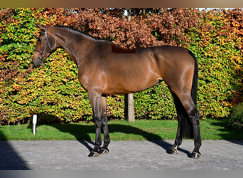 Belgijski koń gorącokrwisty, Klacz, 7 lat, 176 cm, Gniada