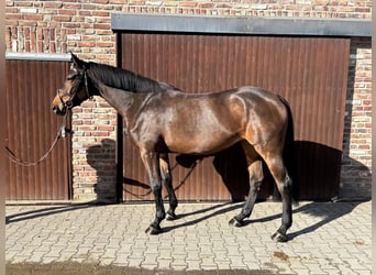 Belgijski koń gorącokrwisty, Klacz, 7 lat, Ciemnogniada