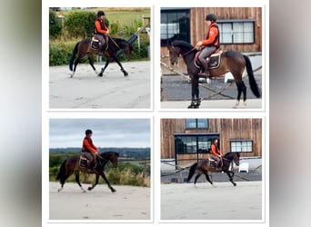 Belgijski koń gorącokrwisty, Klacz, 8 lat, 143 cm, Skarogniada