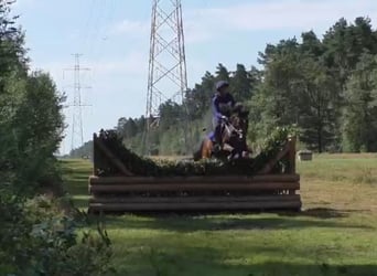 Belgijski koń gorącokrwisty, Klacz, 8 lat, 143 cm, Skarogniada