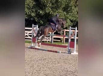 Belgijski koń gorącokrwisty, Klacz, 8 lat, 144 cm, Skarogniada