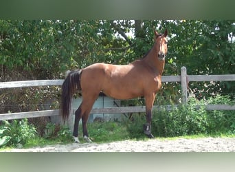 Belgijski koń gorącokrwisty, Klacz, 8 lat, 162 cm, Gniada