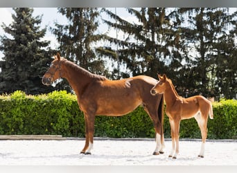 Belgijski koń gorącokrwisty, Klacz, 8 lat, 162 cm, Kasztanowata