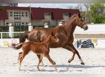 Belgijski koń gorącokrwisty, Klacz, 8 lat, 162 cm, Kasztanowata