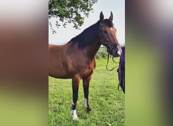 Belgijski koń gorącokrwisty, Klacz, 8 lat, 168 cm, Gniada