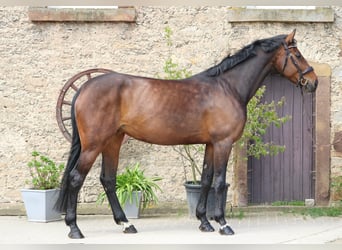 Belgijski koń gorącokrwisty, Klacz, 8 lat, 168 cm, Gniada