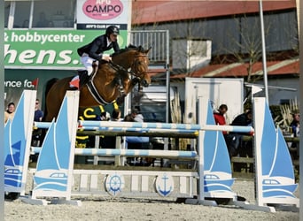 Belgijski koń gorącokrwisty, Klacz, 8 lat, 169 cm, Gniada