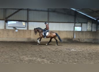 Belgijski koń gorącokrwisty, Klacz, 8 lat, 170 cm, Ciemnogniada